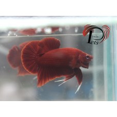 PDEC 2427
